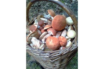 Cehia Bungalov Dobronice u Bechyně, Exteriorul